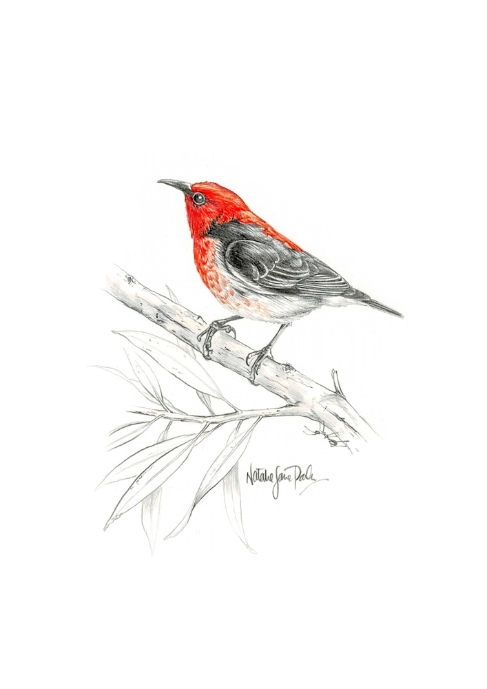 Scarlet Honeyeater Scarlet Honeyeater