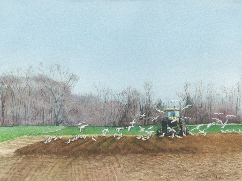 White Birds 19x23framed watercolor $450