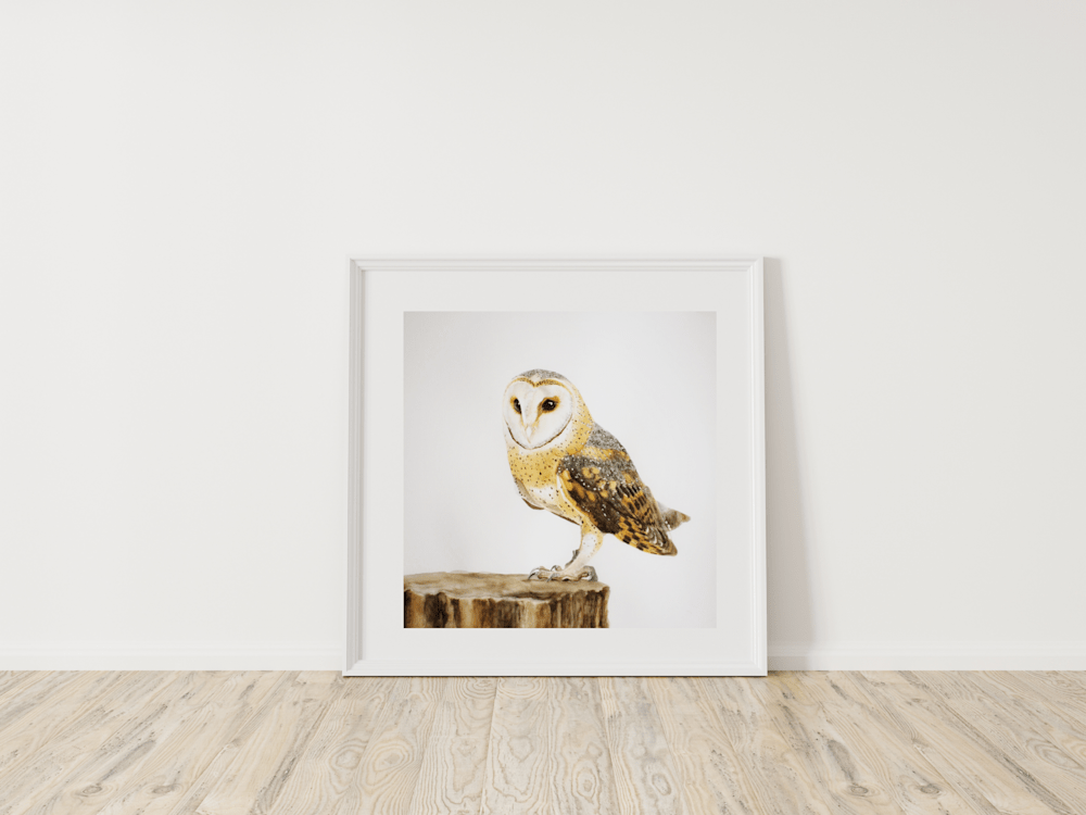 barn owl seeker in frame