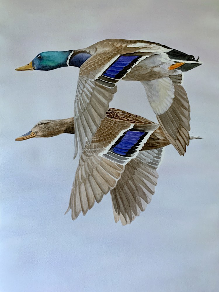 mallard ducks painting