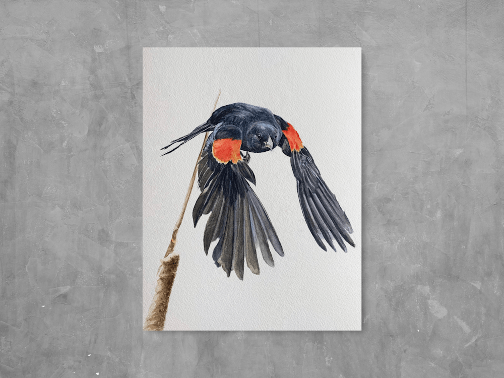 red winged black bird display