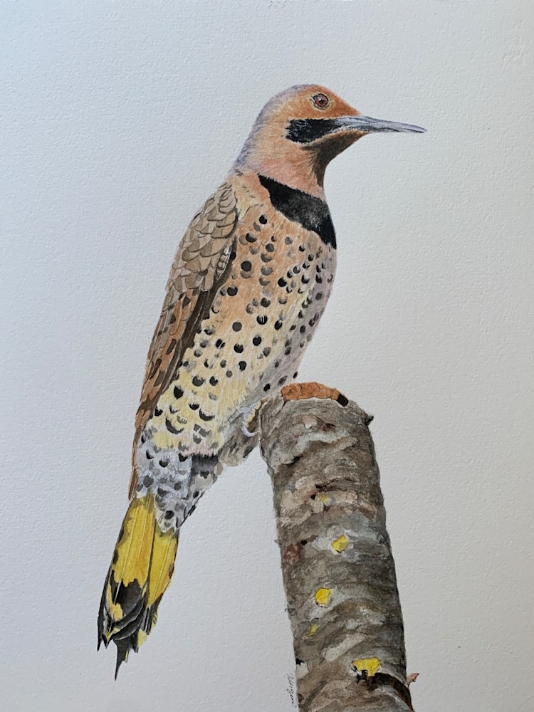 Northern Flicker painting