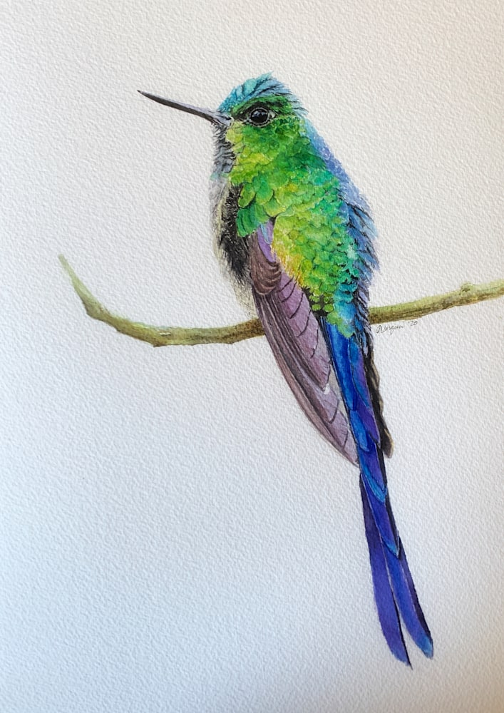 Violet tailed hummingbird