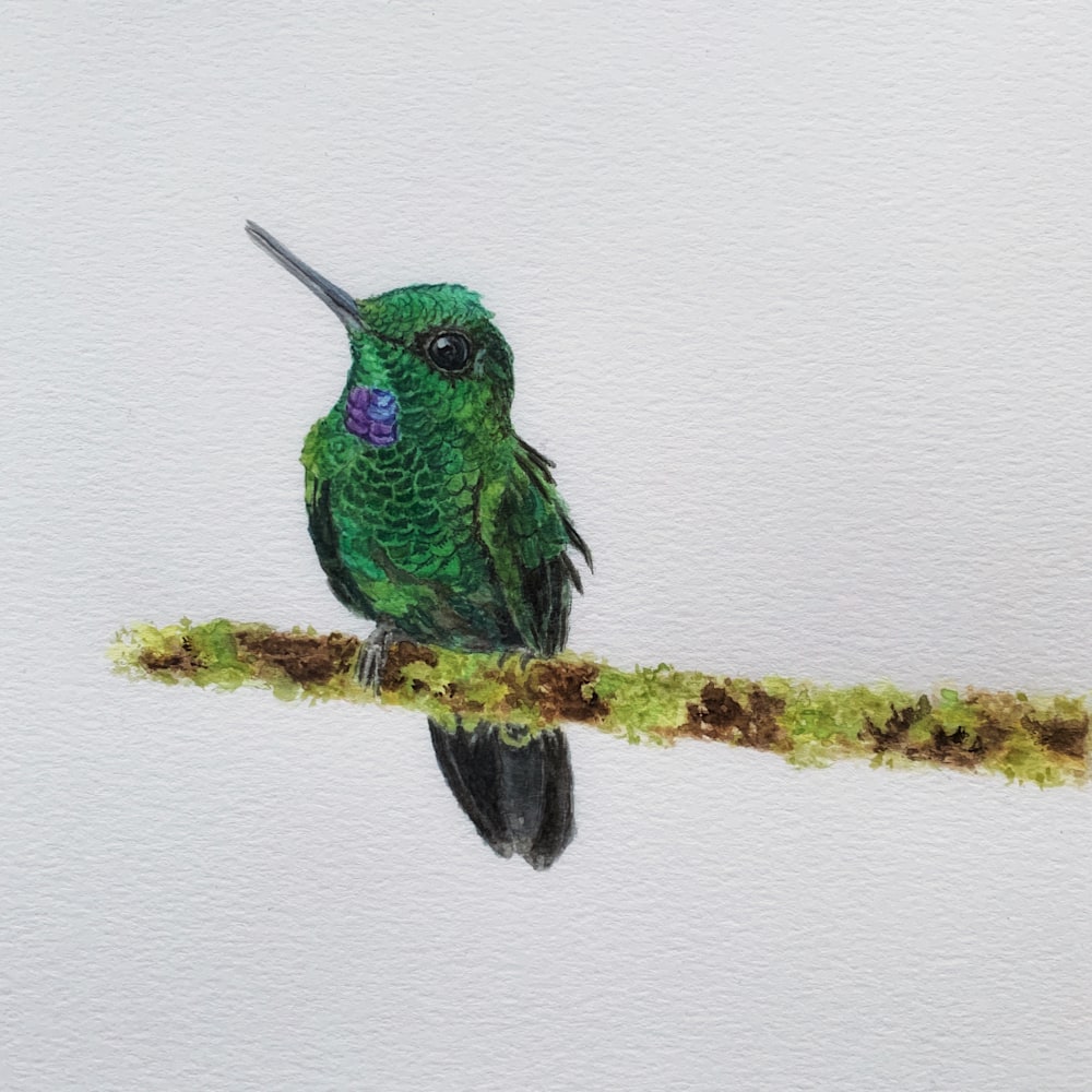 Soft spot hummingbird1 8x8