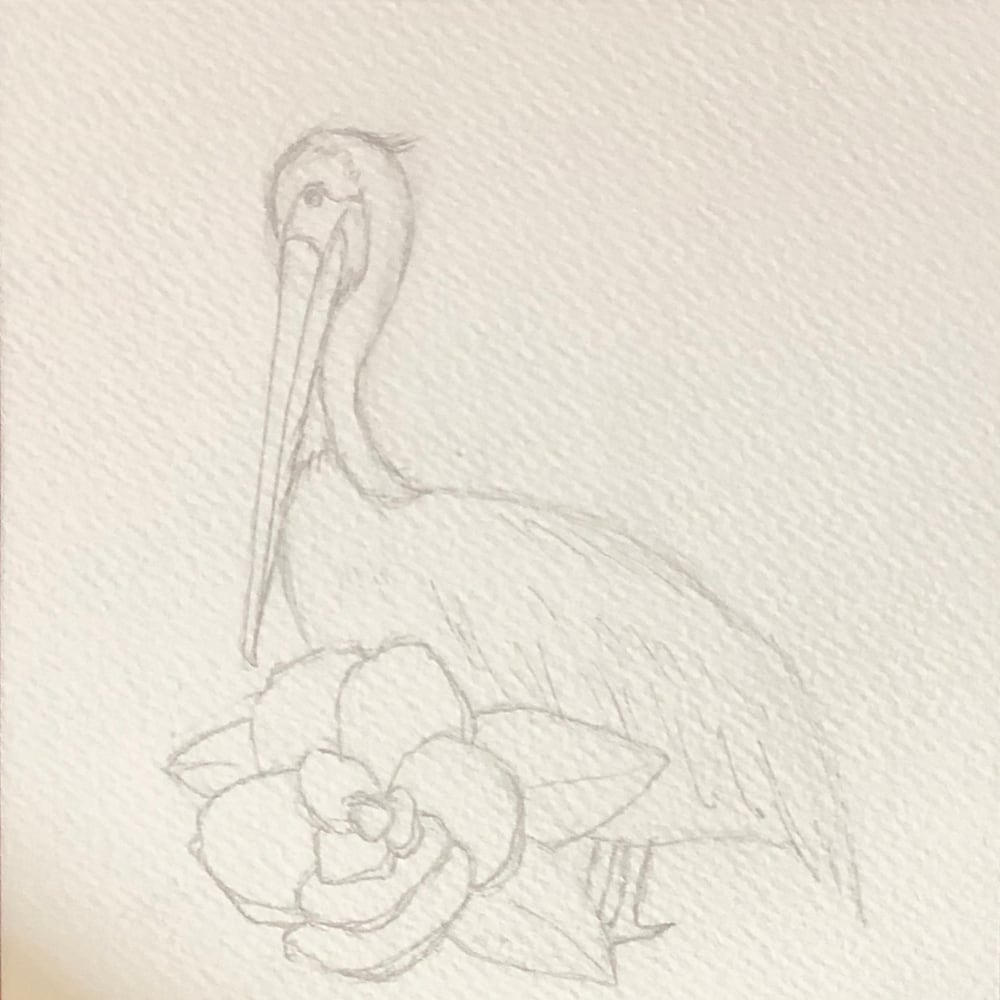 pelican magnolia sketch