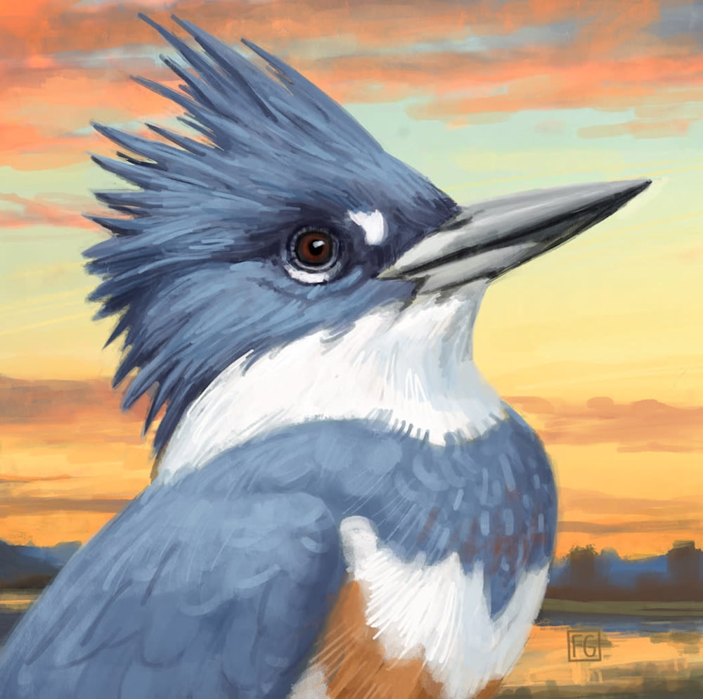 BELTED KINGFISHER 35 x 35 PRINT