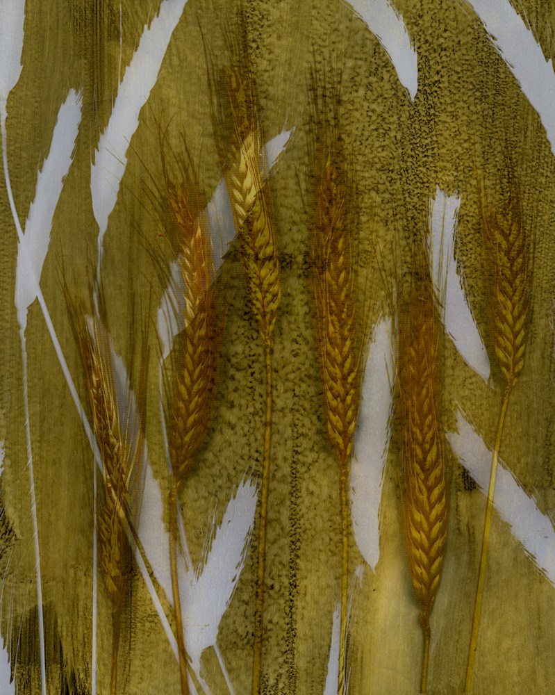 Wheat, Gold Photogram (1)