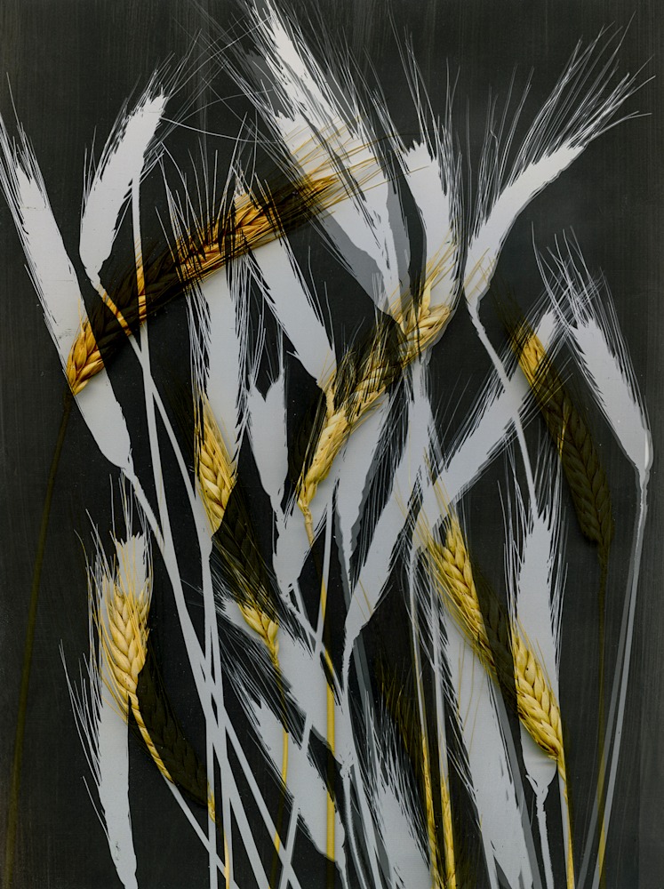Wheat Photogram (3) full view