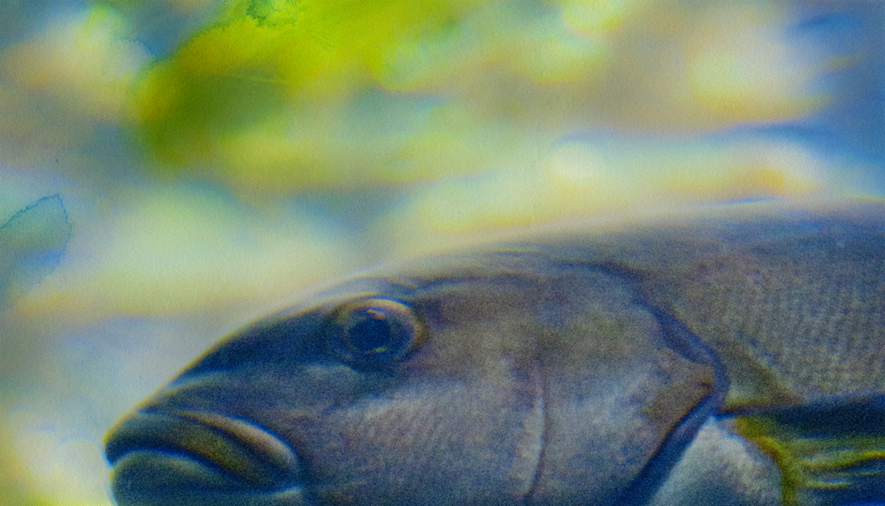 Big Fish, Kelp Forest (Detail 2)