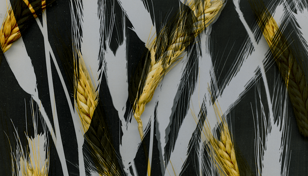 Wheat Photogram (3) middle detail