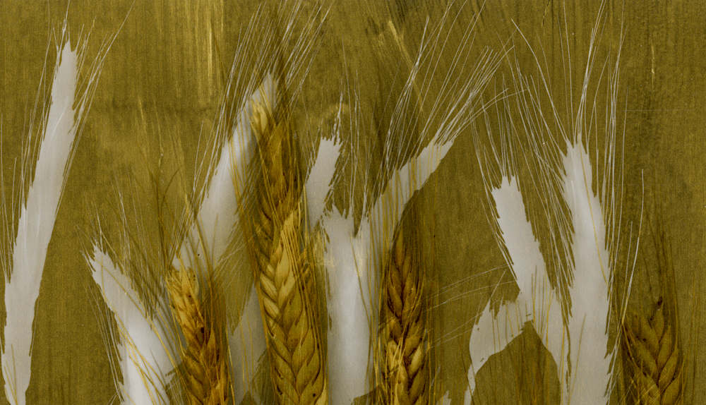 Wheat, Gold Photogram (2) top detail