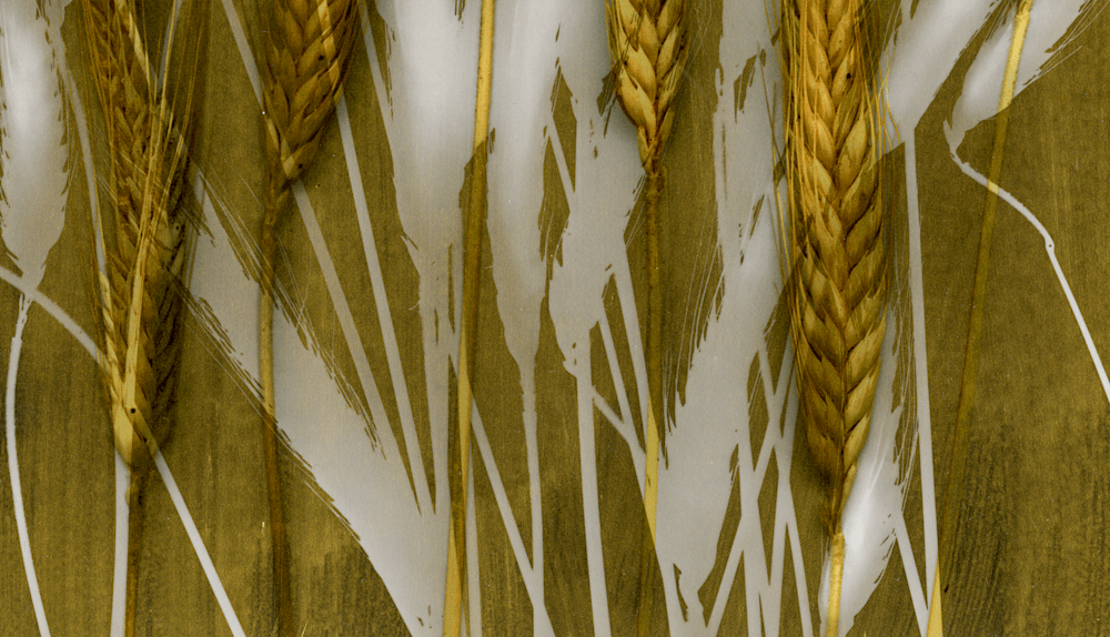 Wheat, Gold Photogram (2) bottom detail
