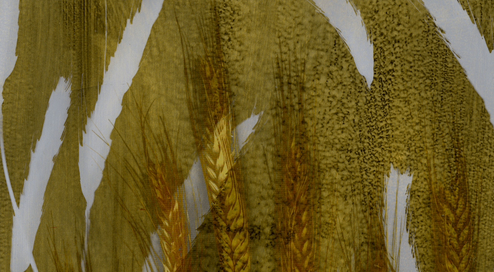 Wheat, Gold Photogram (1) top detail