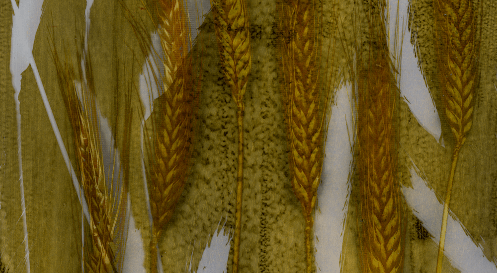 Wheat, Gold Photogram (1) middle detail