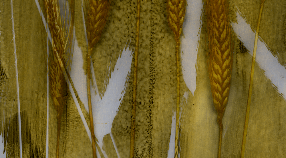 Wheat, Gold Photogram (1) bottom detail