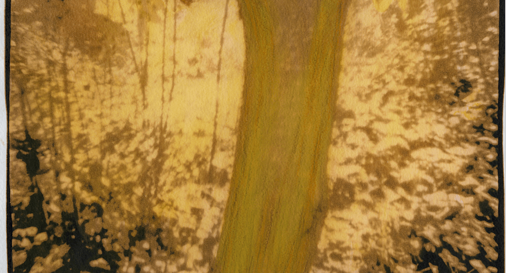 Downieville Tree, Morning Light (middle detail)