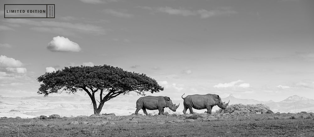 African Rhino3 copy