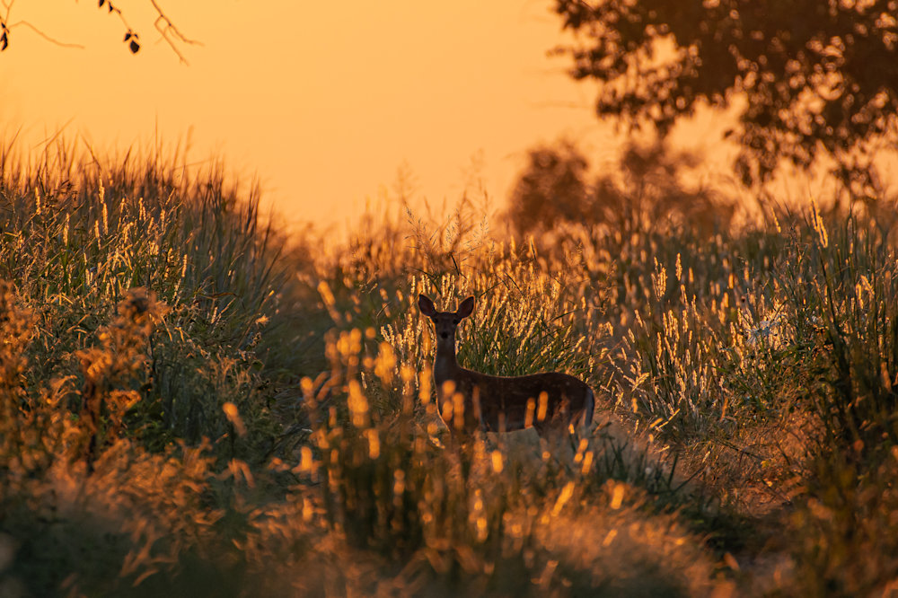 Fawn At Sunset