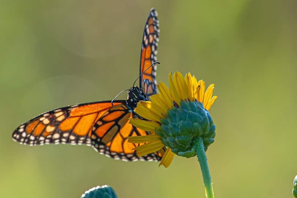 Monarch on Prairie Sunflower