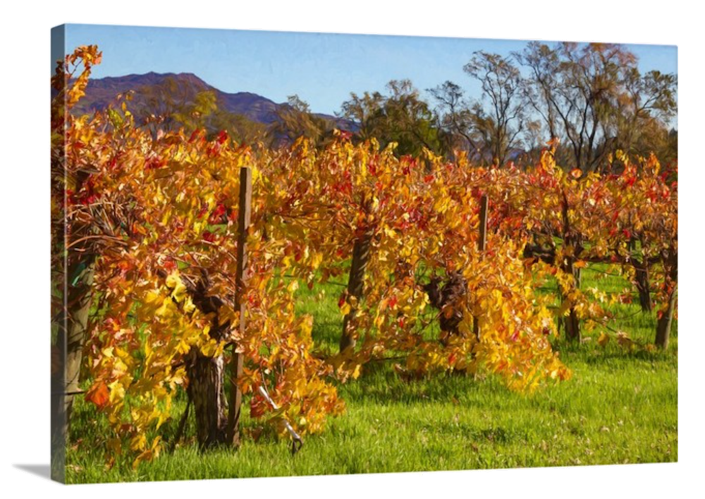 Fall in Napa 8537 E2 GW