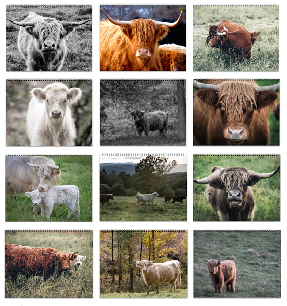 2022 Highland Cow Calendar Grid