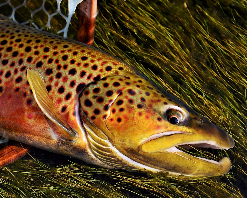 Brown Trout In Water And Net With Grass Photography Art
