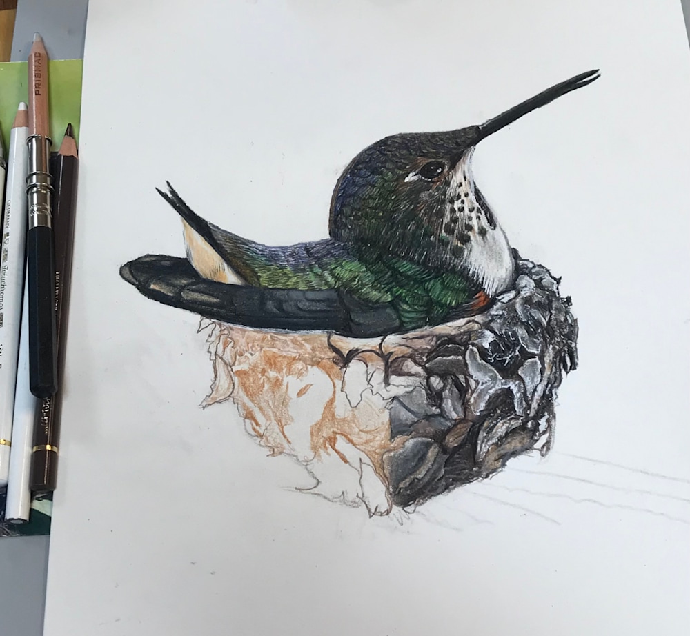 Hummingbird, Mother, Nest, Drawing,, Sketch