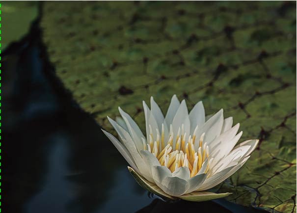 Waterlilly for website