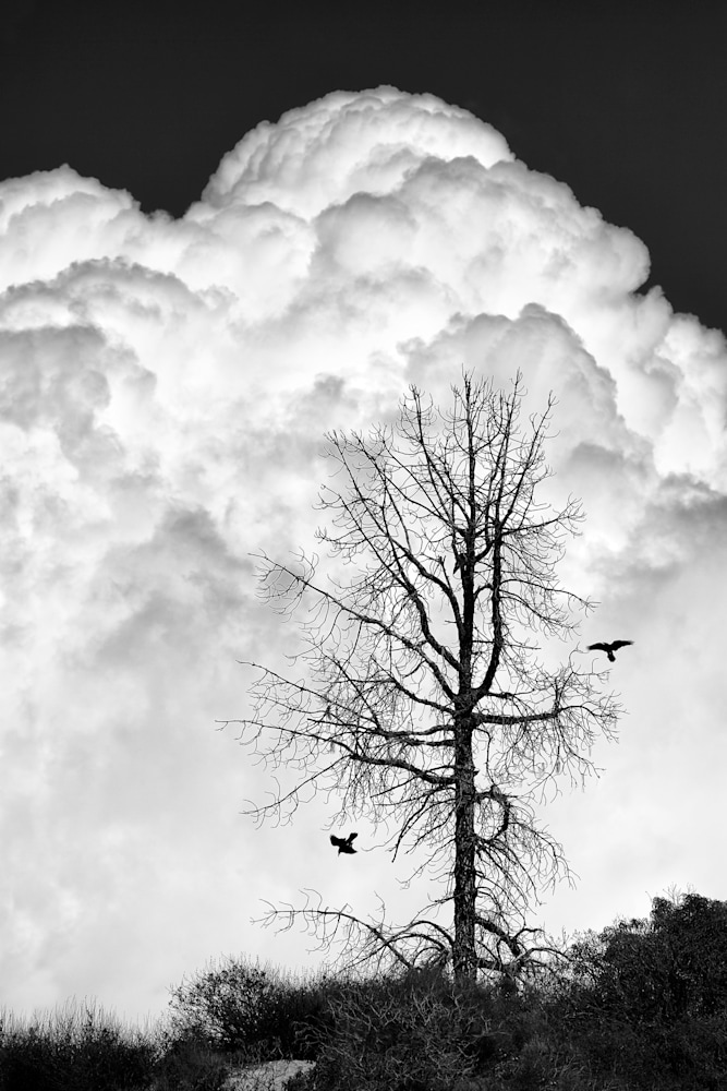 JKP22 7389 Dead Tree with Ravens copy 2
