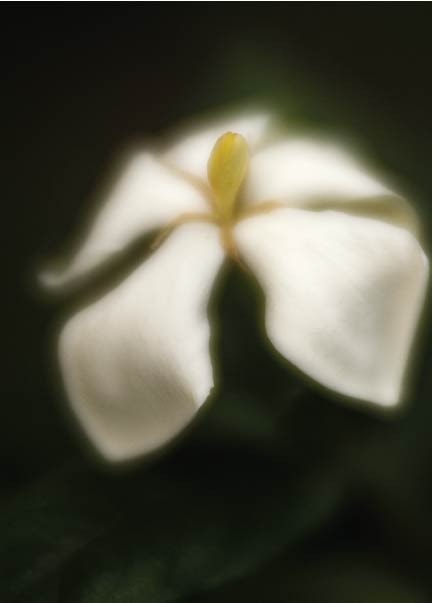 Glorious Gardenia for Website