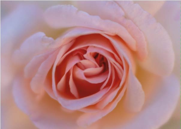 Blushing Rose for Website