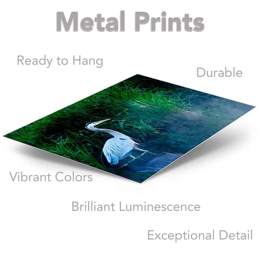 great blue heron metal prints
