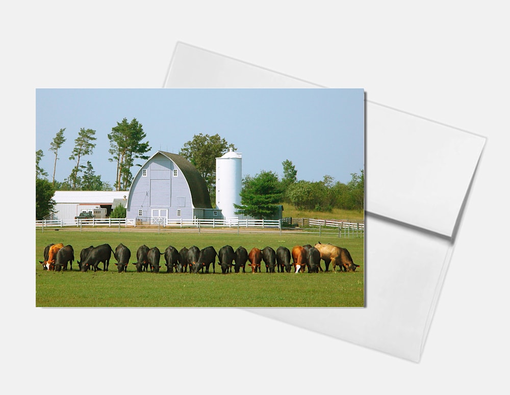 cows in a row 1 card w envelope