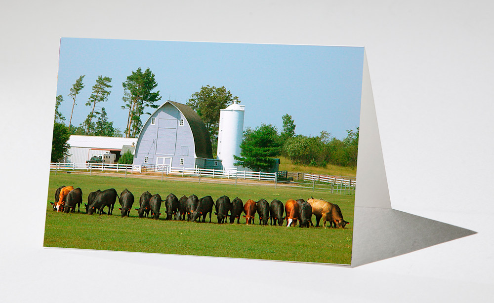 cows in a row single note card