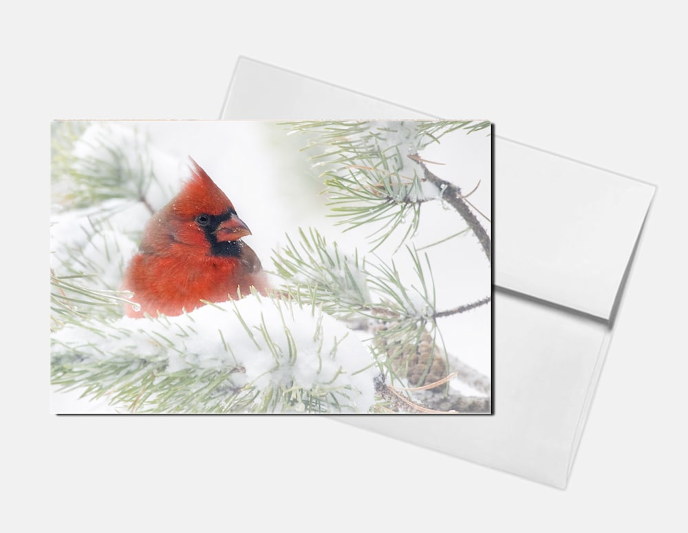 cardinal 1 card w envelope