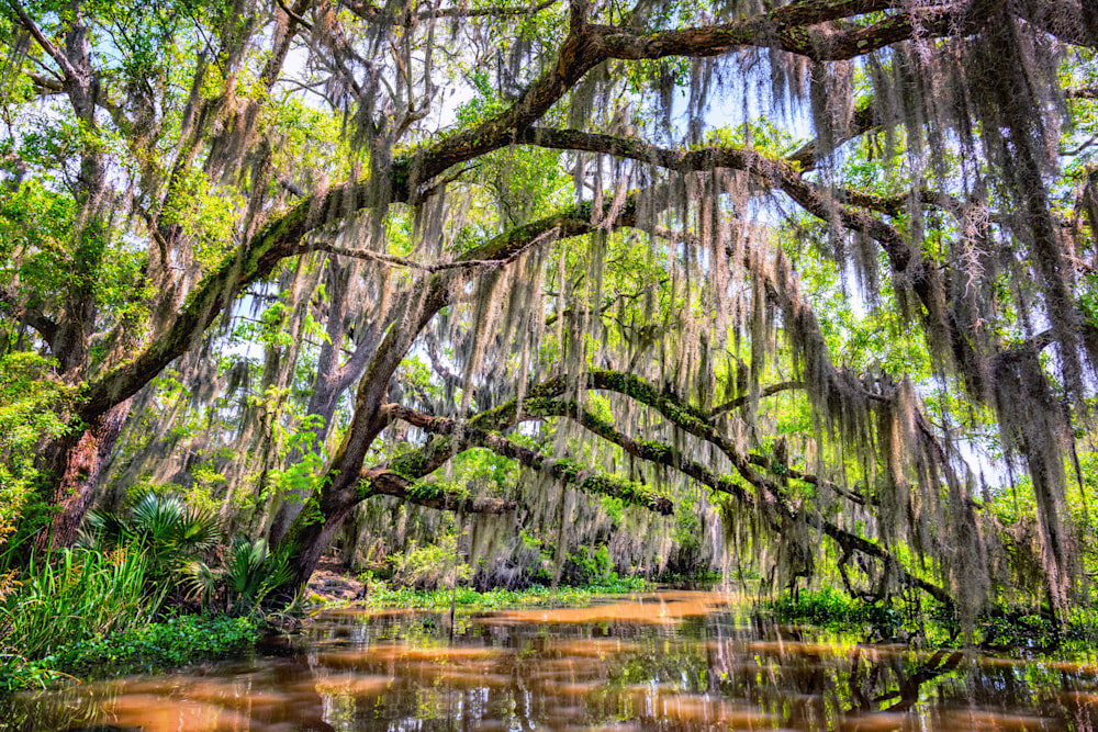 Andy Crawford Photography Bayou Cathedral   Signed Edition