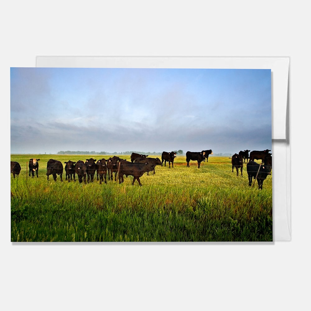 Cows in a field single