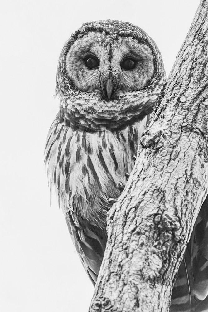 Andy Crawford Photography Barred Owl in Contrast