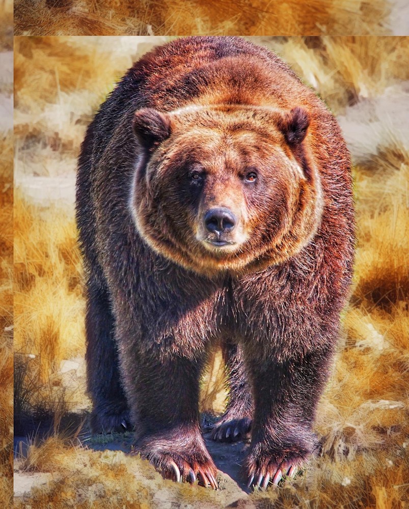 Gold Grizzly Original