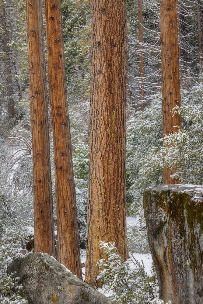 Cedars and Ponderosa Pine