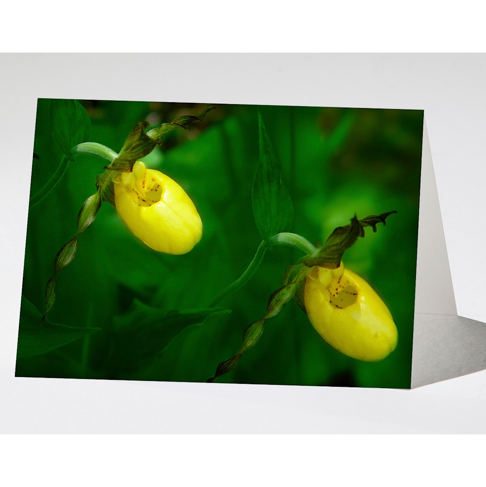 lady slippers single note card