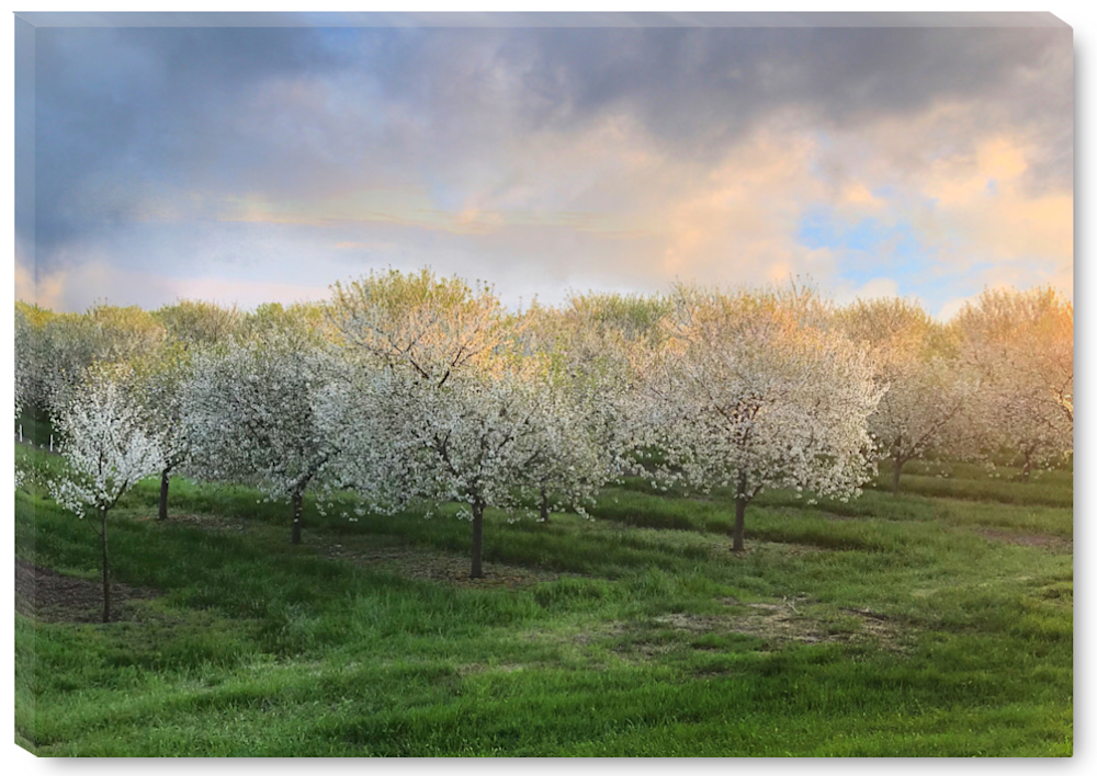 Fields of Cherry Blossoms 12x18 Gallery Wrap