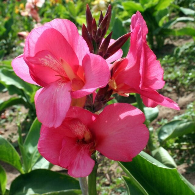 Tropical Canna Pink Real Flowers Inspiration