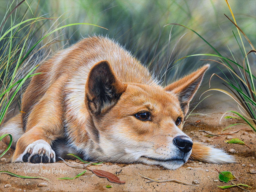 Lost in Thought Dingo Natalie Jane Parker