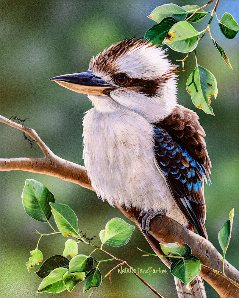 Out on a Limb   Laughing Kookaburra | Natalie Jane Parker | Australian Native Wildlife