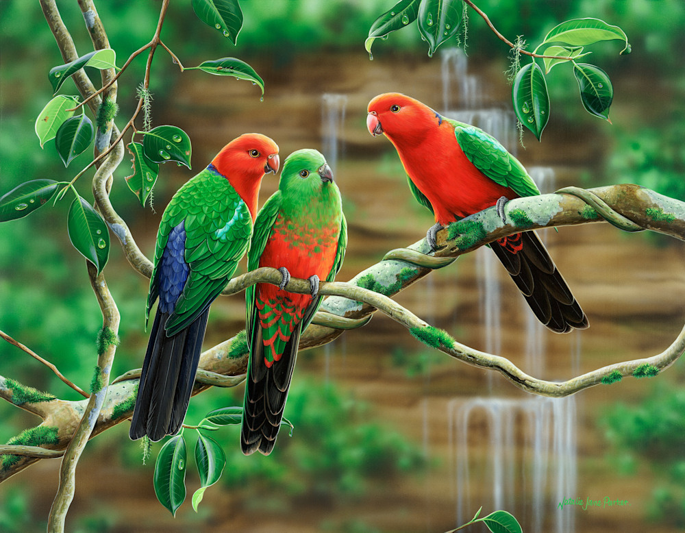 Kings of the forest   King Parrots | Natalie Jane Parker | Australian Native Wildlife