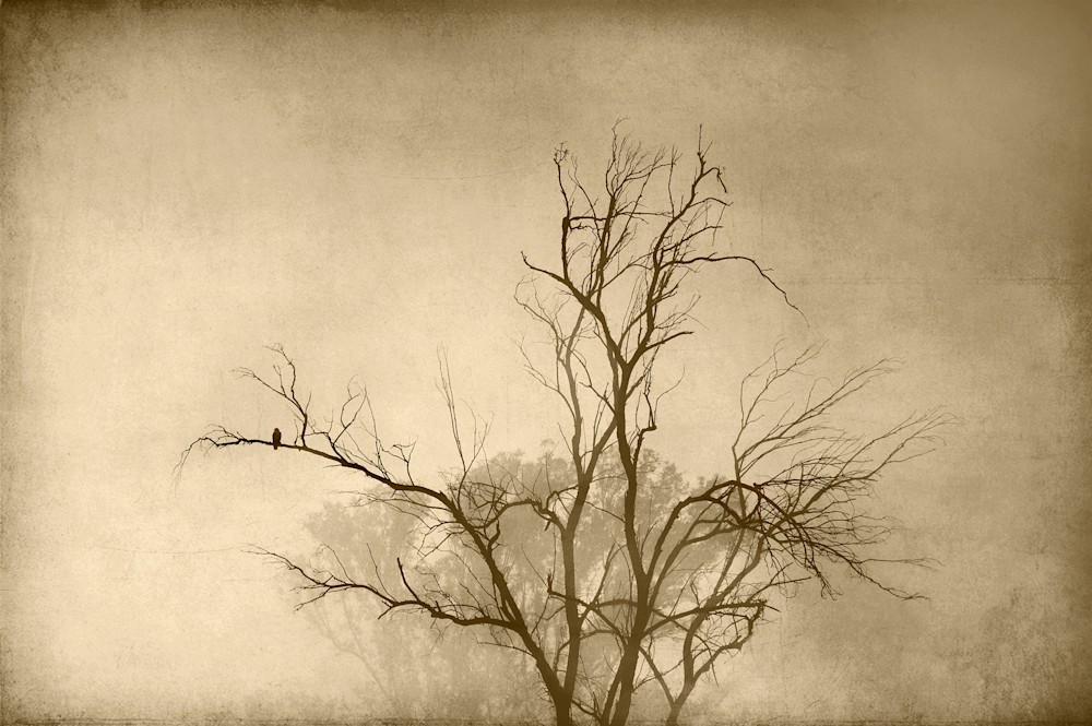 Red tailed Hawk at Dawn copy