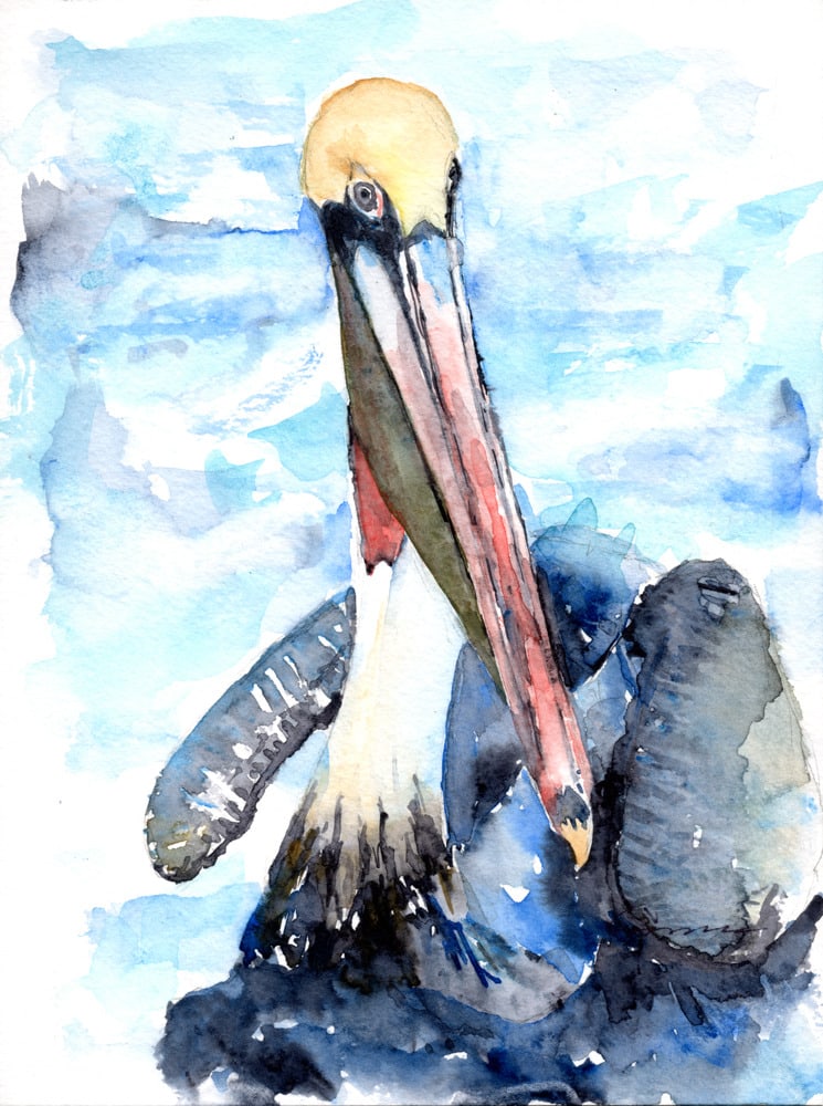 Pelican Afloat