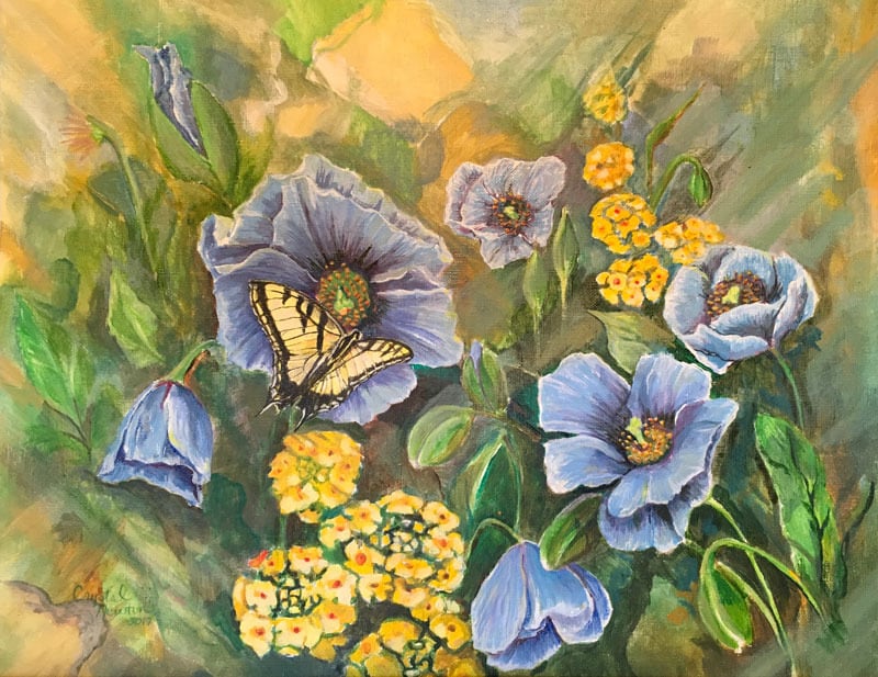 Himalayan poppies and butterfly 800