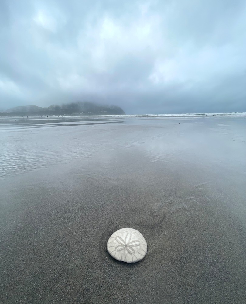 Sand dollar on beach